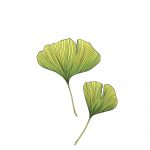 Hand,Drawn,Illustration,Of,Two,Ginkgo,Biloba,Leaflets
