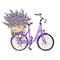Violet,Bicycle,With,Lavender,Flowers,Bouquet,In,Basket.,Watercolor